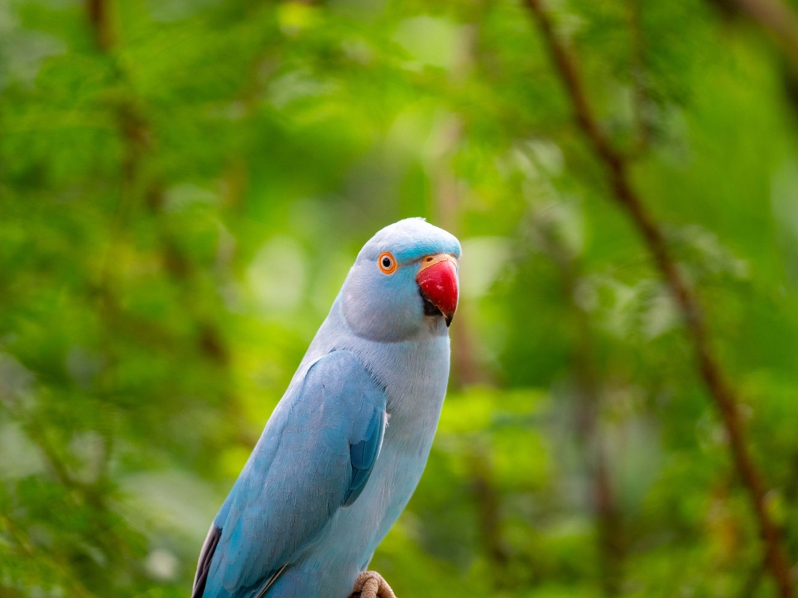 Umbrella Cockatoo
