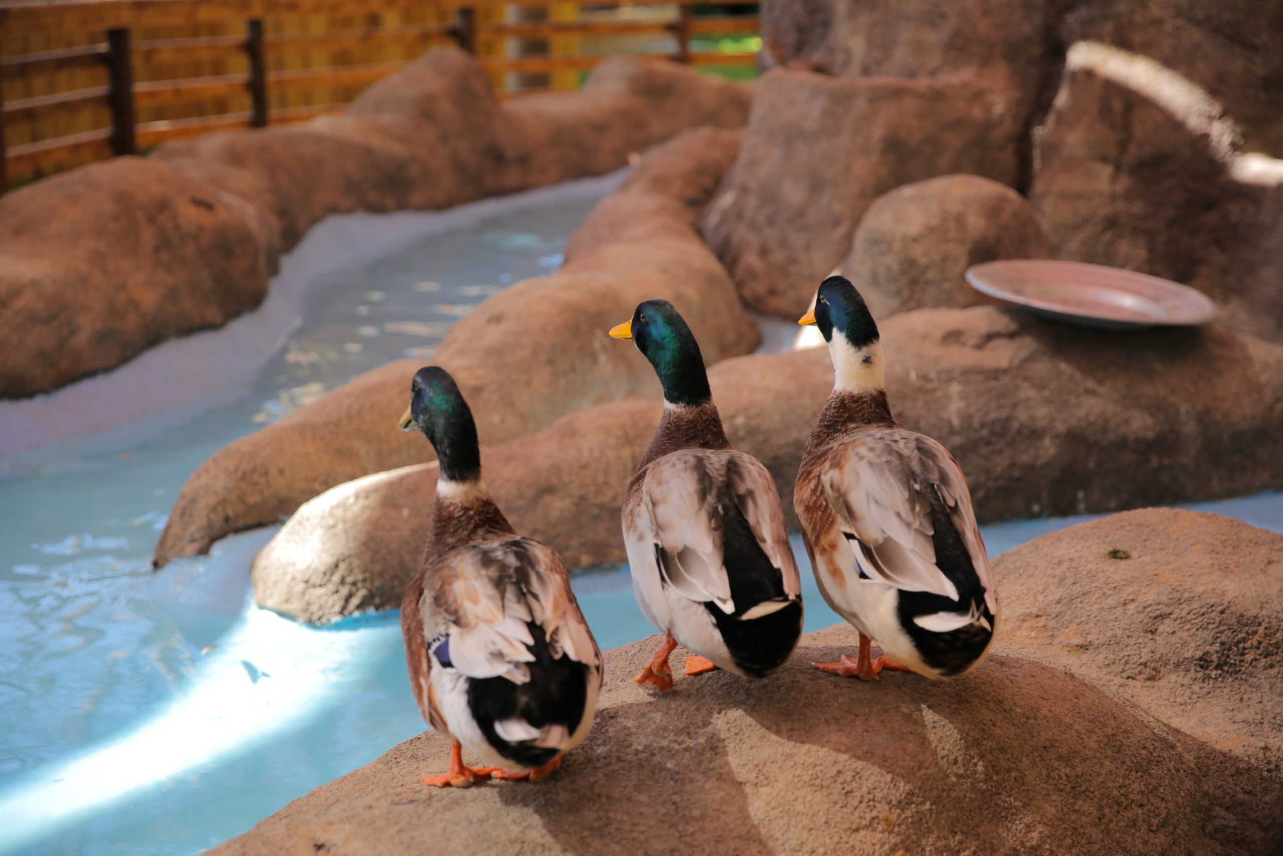 Duck