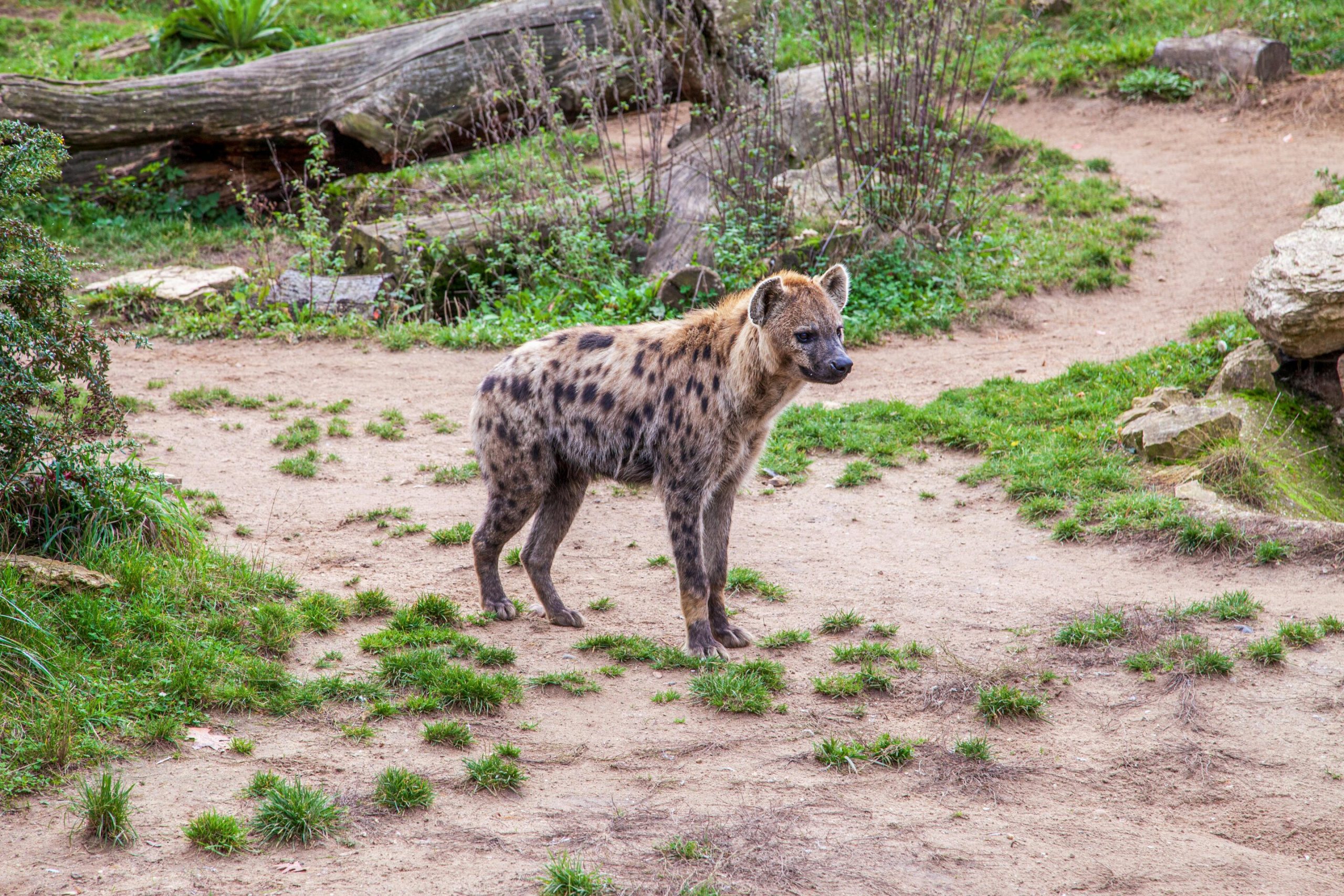 Spotted Hyena