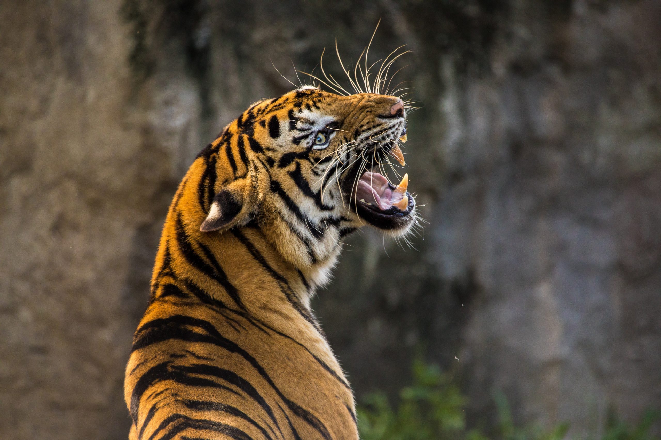 Siberian Tiger